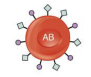 AB blood group