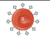 B blood group
