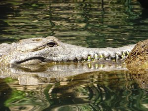 freshwater crocodiles prowl